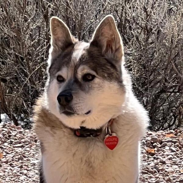 /Images/uploads/The Santa Fe New Mexican/santafepetcontest/entries/34063thumb.jpg